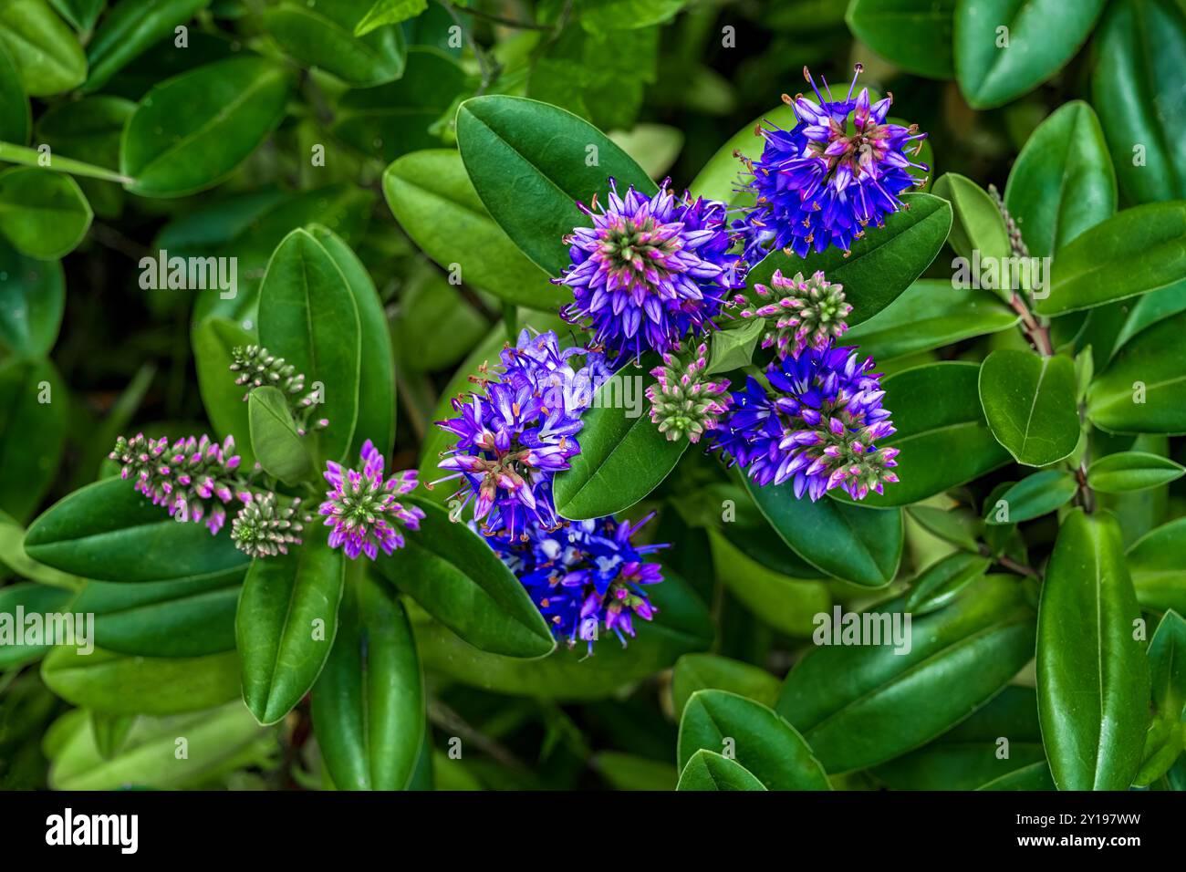 Hebe andersonii colore viola ebe o showyspeedwell Hebe speciosa, Veronica speciosa, fiori Foto Stock