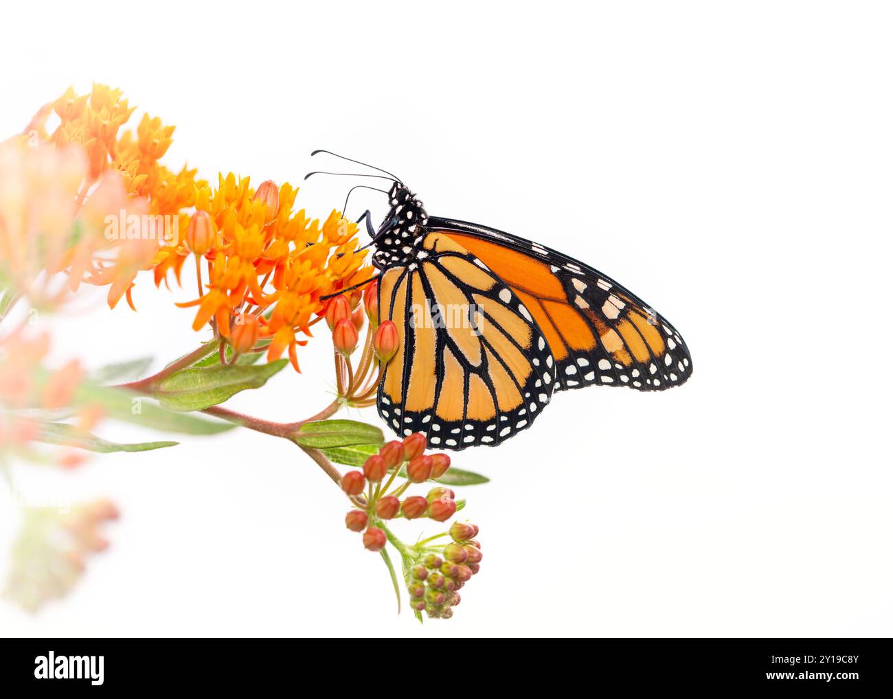 Farfalla monarca (danaus plexippus) che si nutre di un fiore di alghe del latte (asclepias) - vista laterale su sfondo bianco Foto Stock
