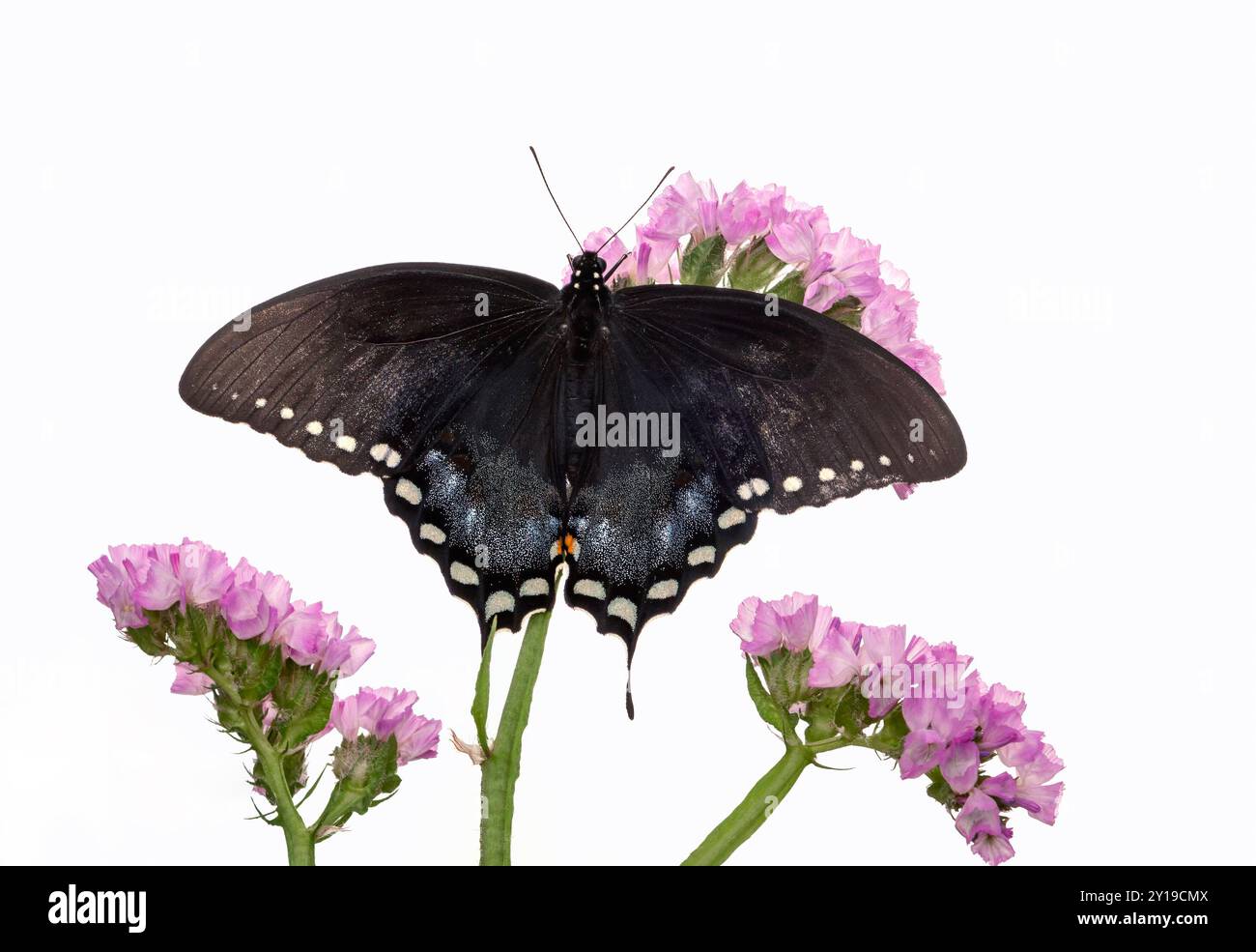 Macro di una macchia di spezie / farfalla nera (papilio troilus) che si nutre di fiori da giardino - vista dall'alto con le ali aperte Foto Stock