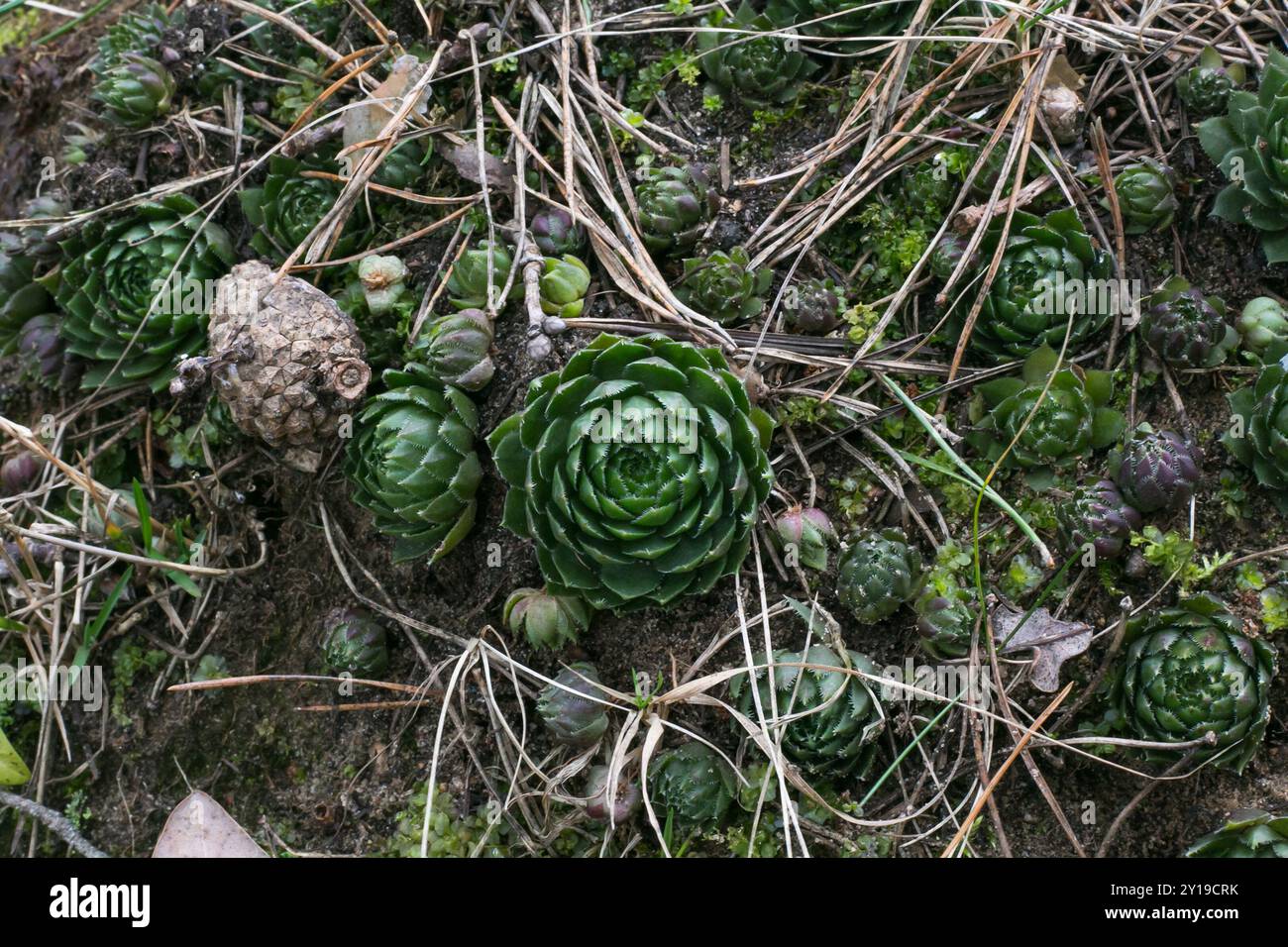 Pollastrelle arrotolate (Sempervivum globiferum) Plantae Foto Stock