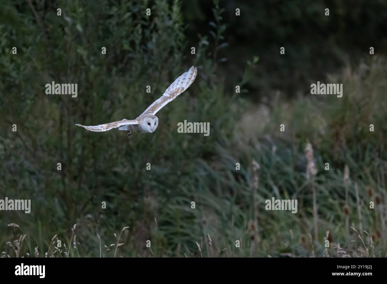 Un Barn Owl Tyto alba selvatico che caccia al crepuscolo in una vallata boschiva di piccoli mammiferi, notevole per il suo volo silenzioso e l'eccellente udito nel localizzare le prede Foto Stock