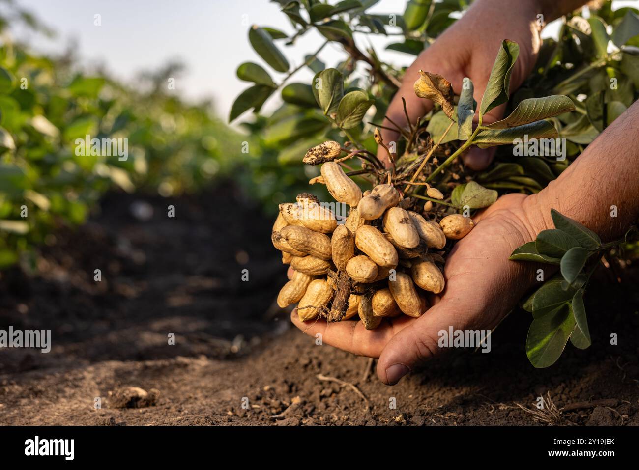 Un agricoltore che detiene arachidi appena raccolte con radici in un campo. Lo sfondo presenta piante di arachidi verdi sotto un cielo nuvoloso, che mostrano Agricoltura Foto Stock