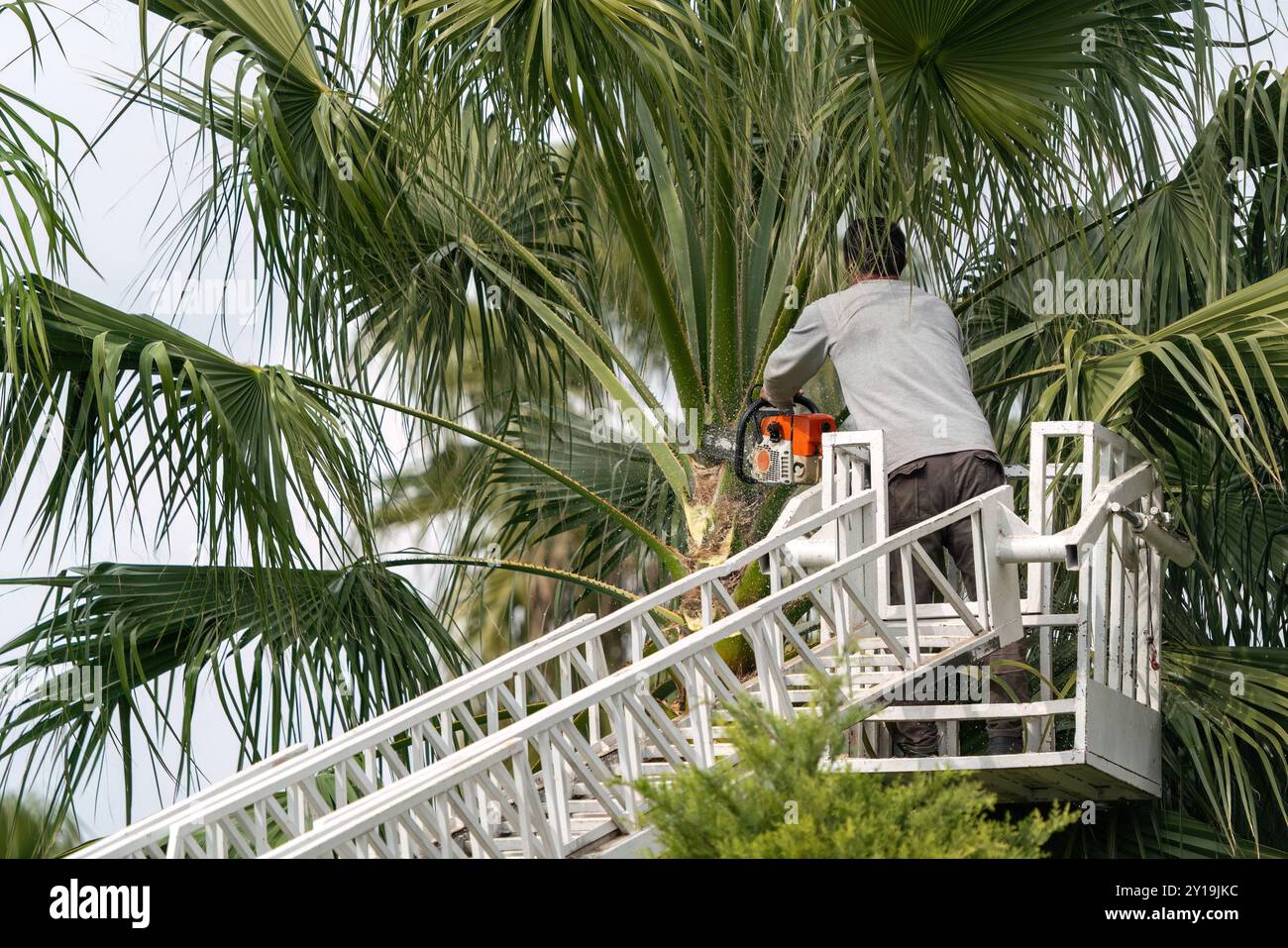 Lavoratore che potava una palma con una sega per alberi Foto Stock