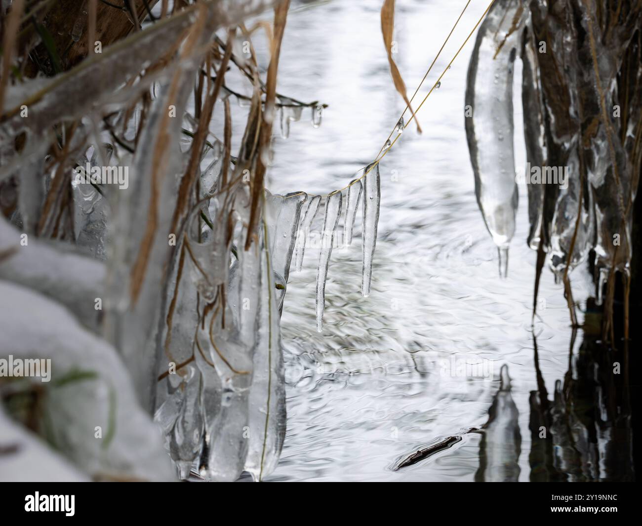 Piccoli ghiaccioli appesi su una pianta vicino a un lago. Le gocce d'acqua sono congelate e formano una forma naturale. Fenomeno durante le basse temperature. Foto Stock