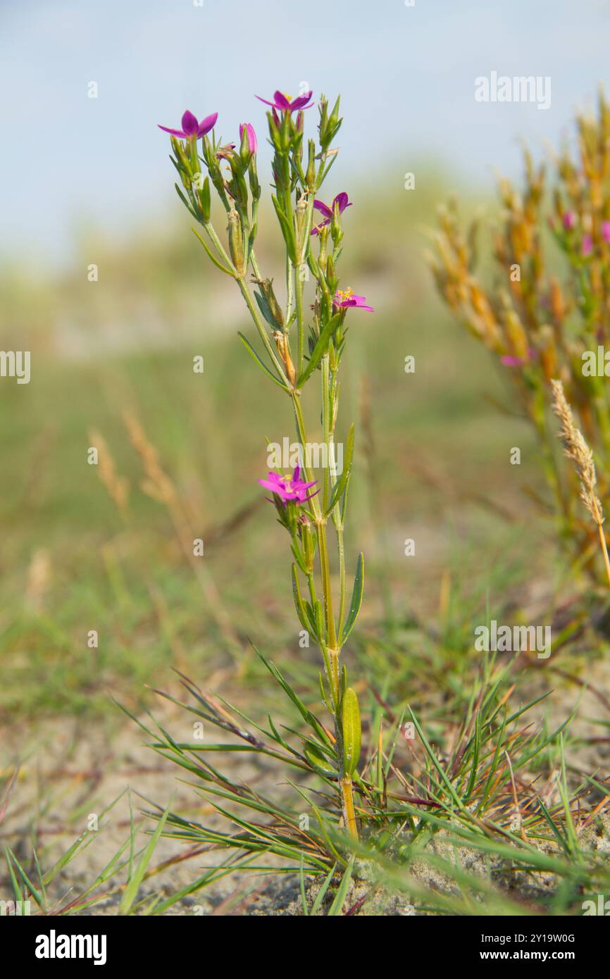 Centauri in fiore sul lungomare con fiori rosa nelle dune Foto Stock Centauri in fiore sul lungomare con fiori rosa nelle dune Foto Stock