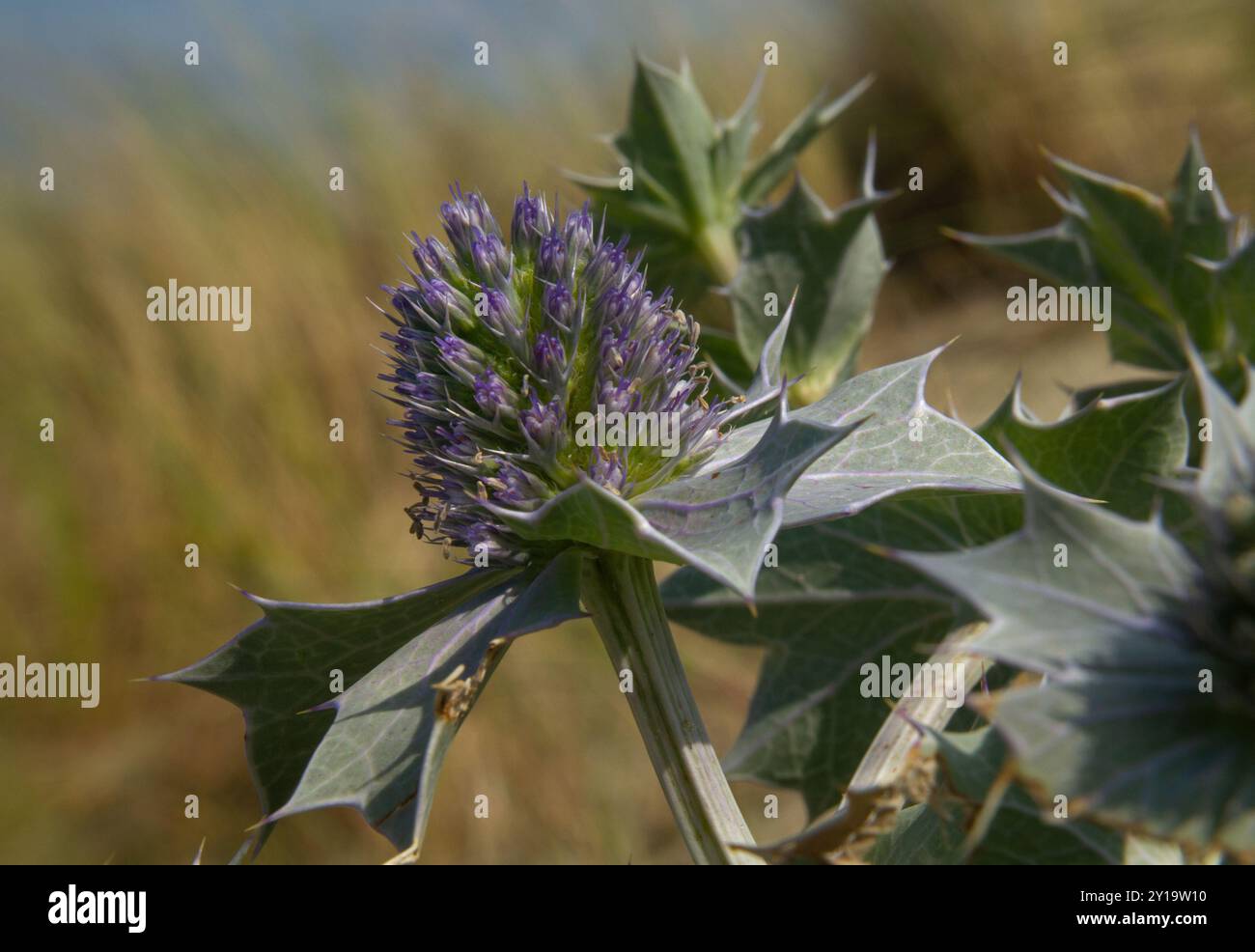 Primo piano del fiore blu e delle foglie spinose di Sea holly Foto Stock