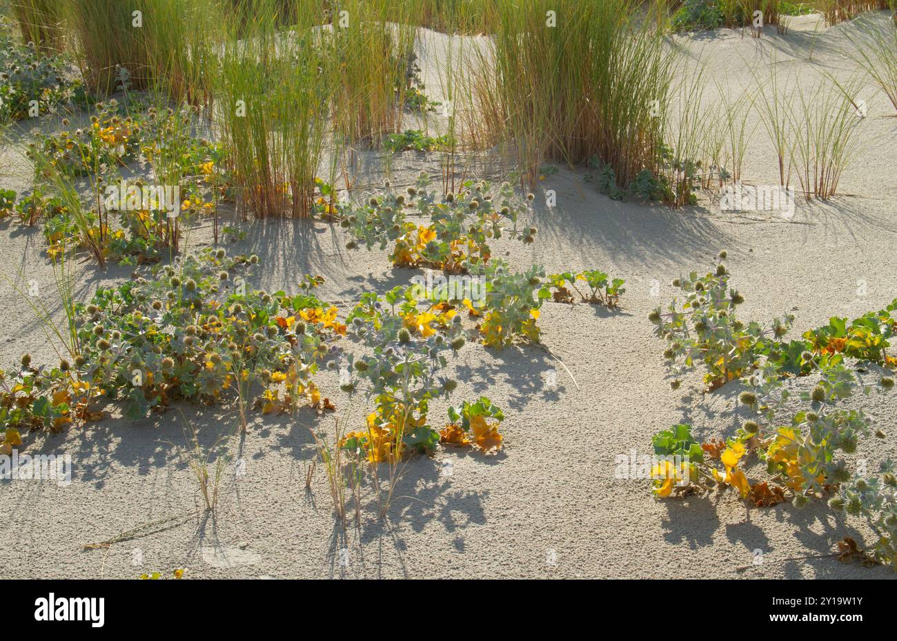 Gruppo di piante di agrifoglio e erba di Marram in un paesaggio costiero Foto Stock