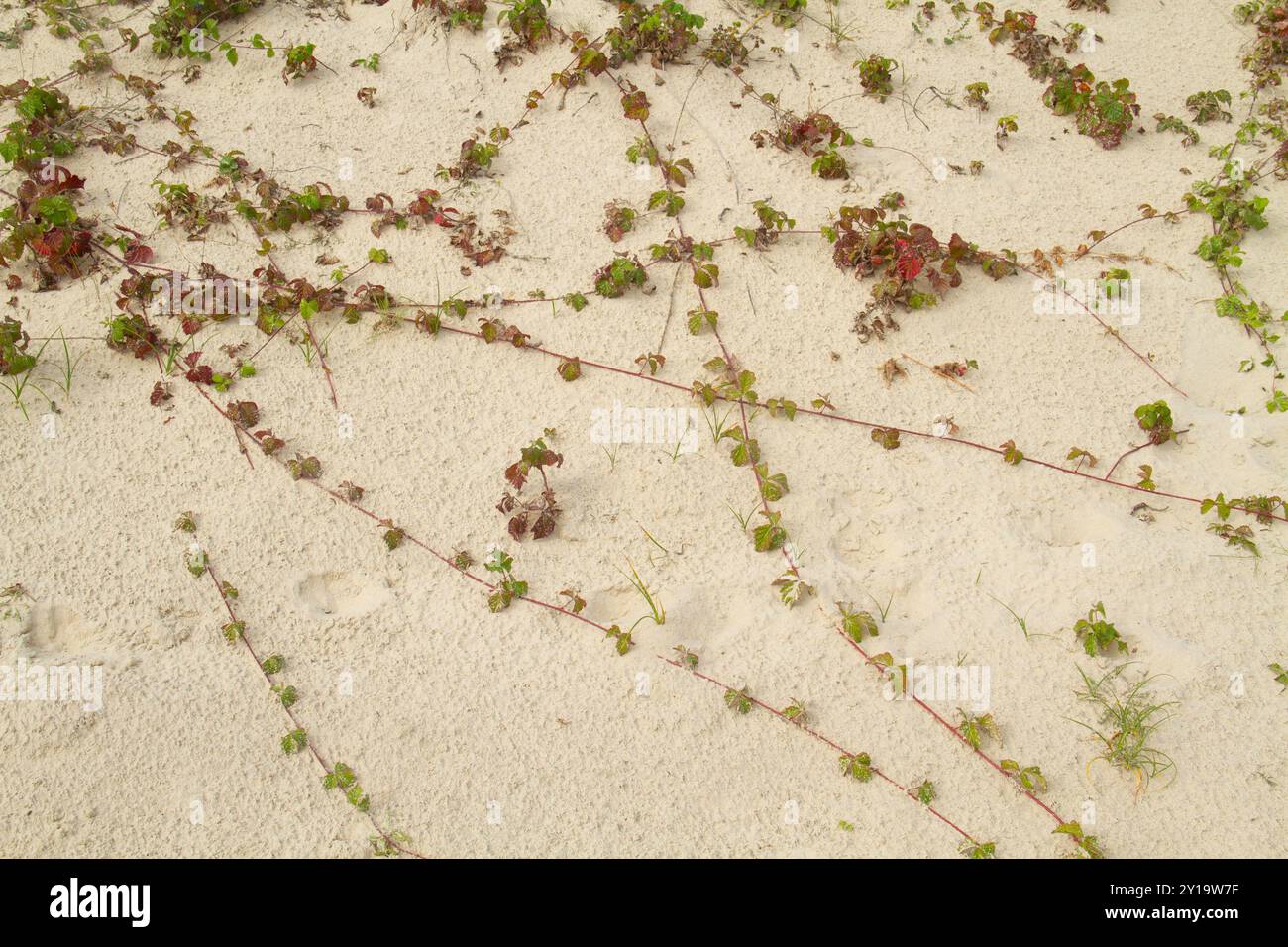 Gruppo di giovani piante di mirtillo, collegate da lunghi corridori che strisciano sulla sabbia delle dune Foto Stock