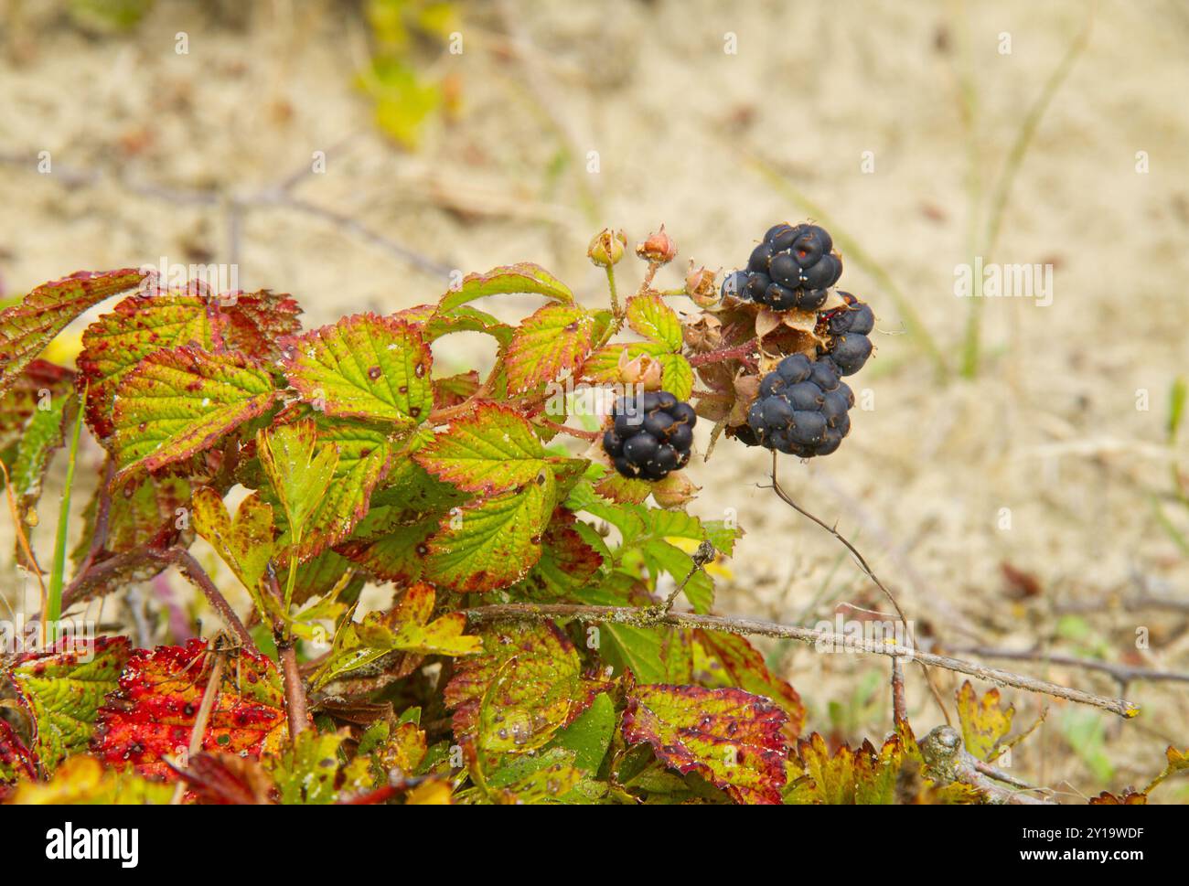 Primo piano del frutto della rucola europea Foto Stock