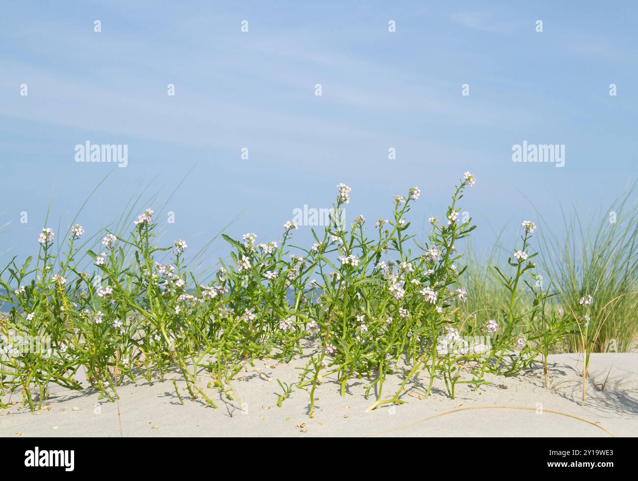 Gruppo di razzi marini in fiore sulla sabbia delle dune sotto un cielo blu Foto Stock