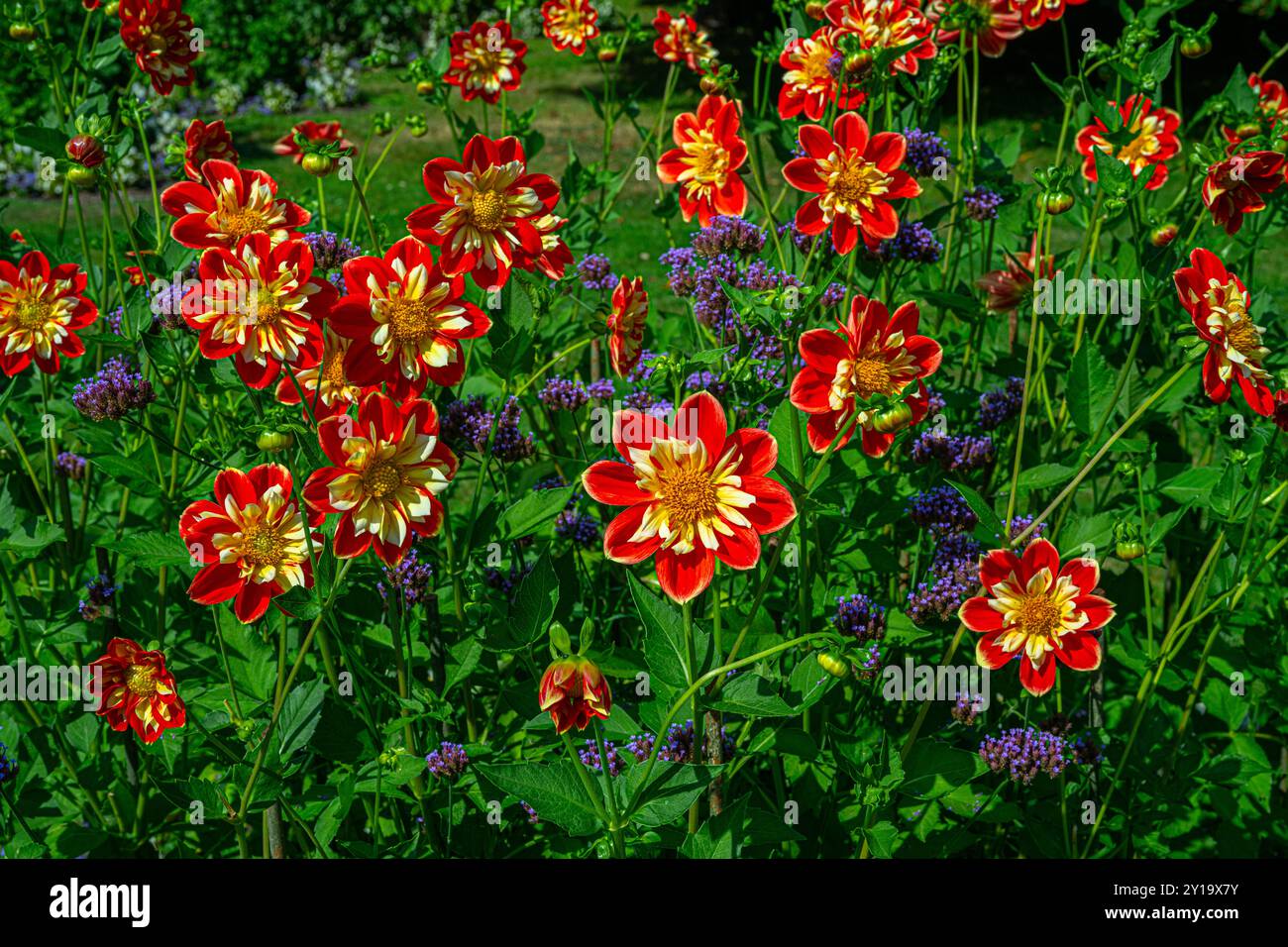 Il dahlia (nome, Michael Rösch) nel giardino dahlia Baden, vicino al vicolo lichtentaler. Baden Baden, Baden Wuerttemberg, Germania Foto Stock