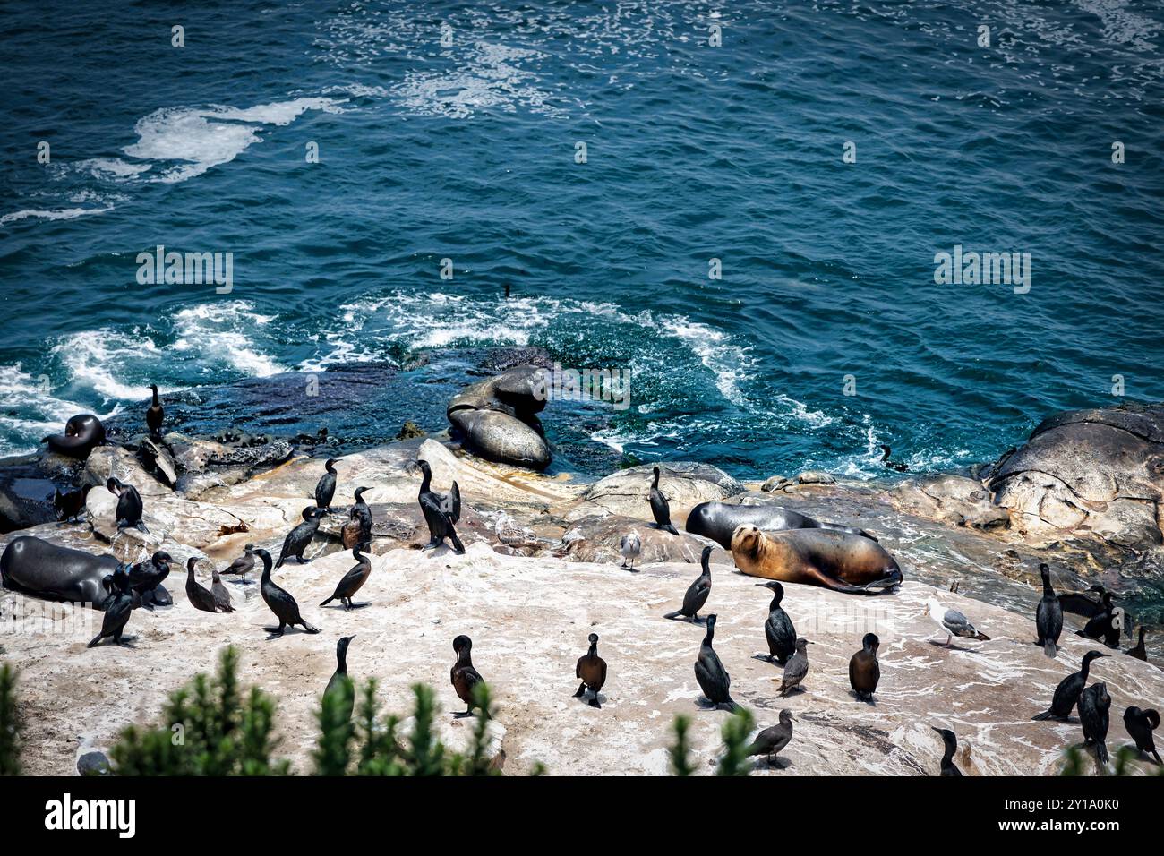Foche e uccelli condividono le rocce della costa del Pacifico a la Jolla, California. Foto Stock