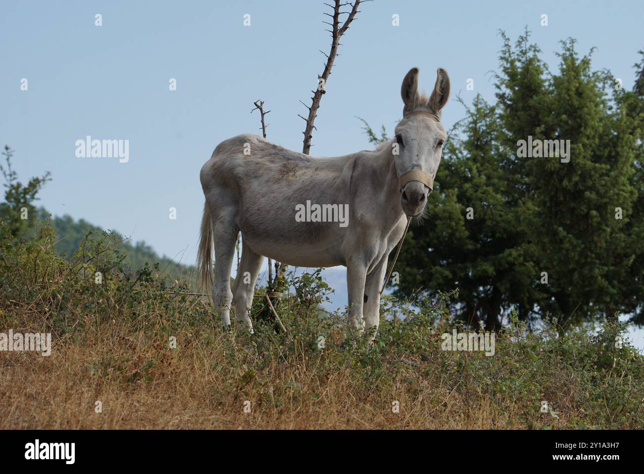 Un asino (Equus asinus) che pascolava sulle colline sopra Ohrid nella Macedonia del Nord Foto Stock