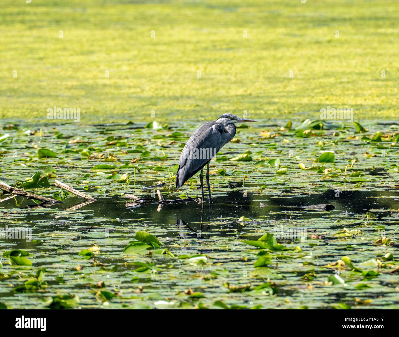 Baldeneysee, bacino idrico della Ruhr, aironi grigi seduti su foglie di ninfee, nella riserva naturale Heisinger Bogen, Essen, NRW, Germania, Foto Stock