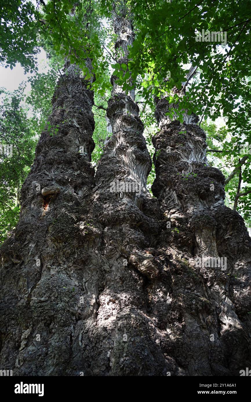 Gigantesco pioppo nero raggruppato vicino al fiume Móricz Danubio e a Baja in estate Foto Stock