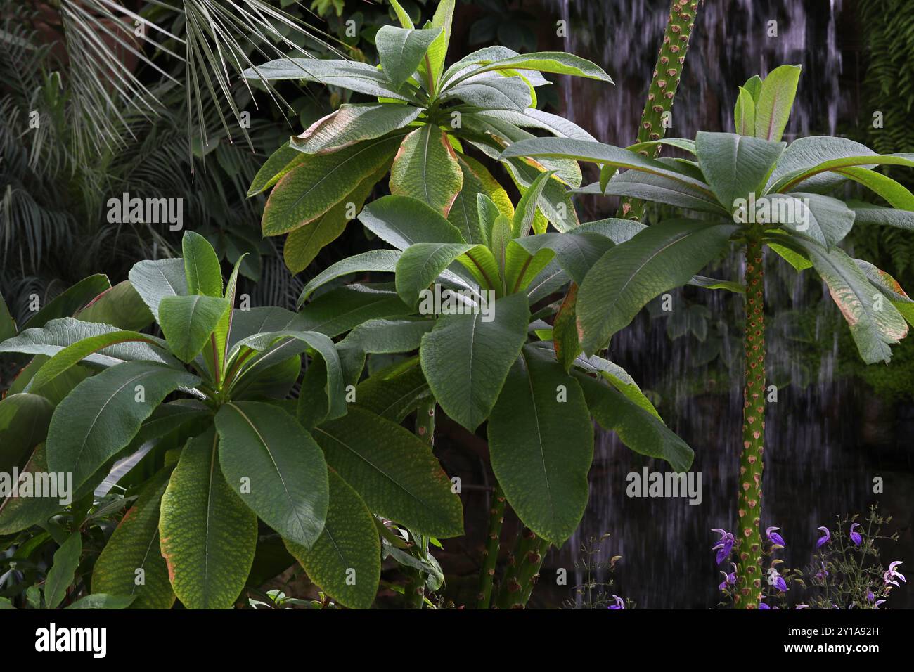 Singapore Graveyard Flower, Plumeria obtusa, Apocynaceae. Indie occidentali, Caraibi. Foto Stock