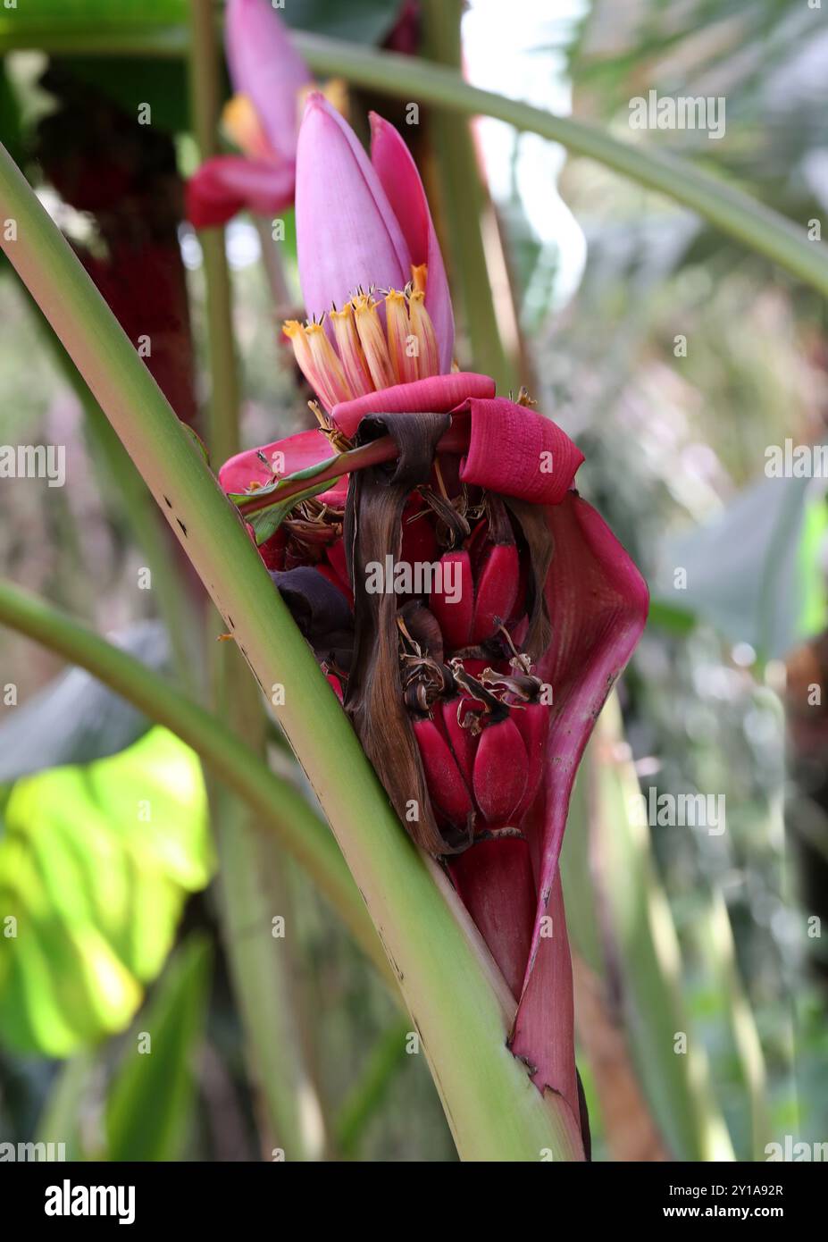 Ornamentale Banana, Musa laterita, Musaceae. Assam a N. Thailandia, Asia. Musa laterita è una specie ornamentale tropicale asiatica di piante di banane. Foto Stock