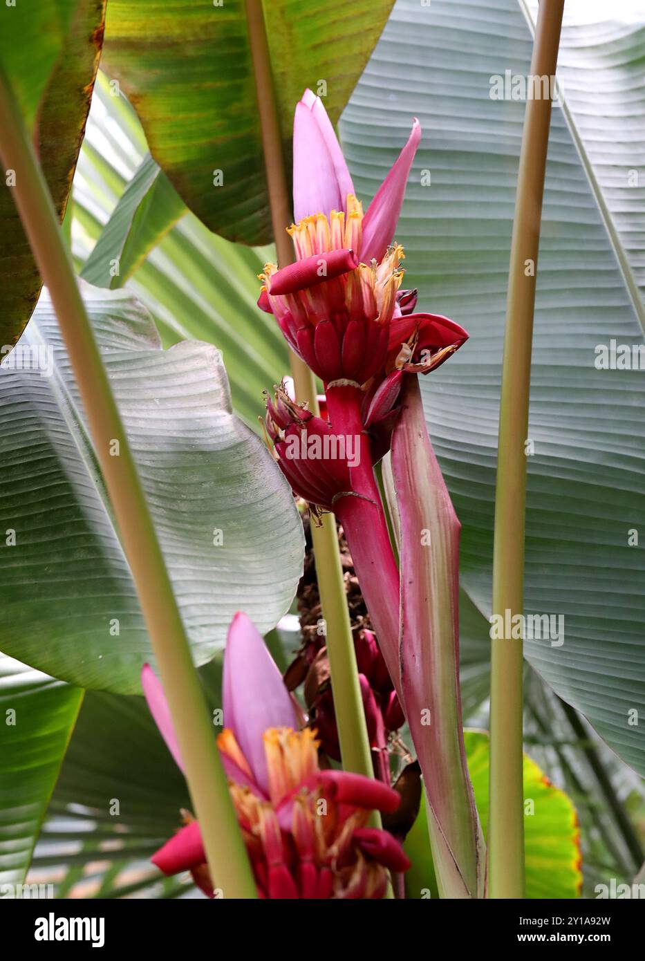 Ornamentale Banana, Musa laterita, Musaceae. Assam a N. Thailandia, Asia. Musa laterita è una specie ornamentale tropicale asiatica di piante di banane. Foto Stock