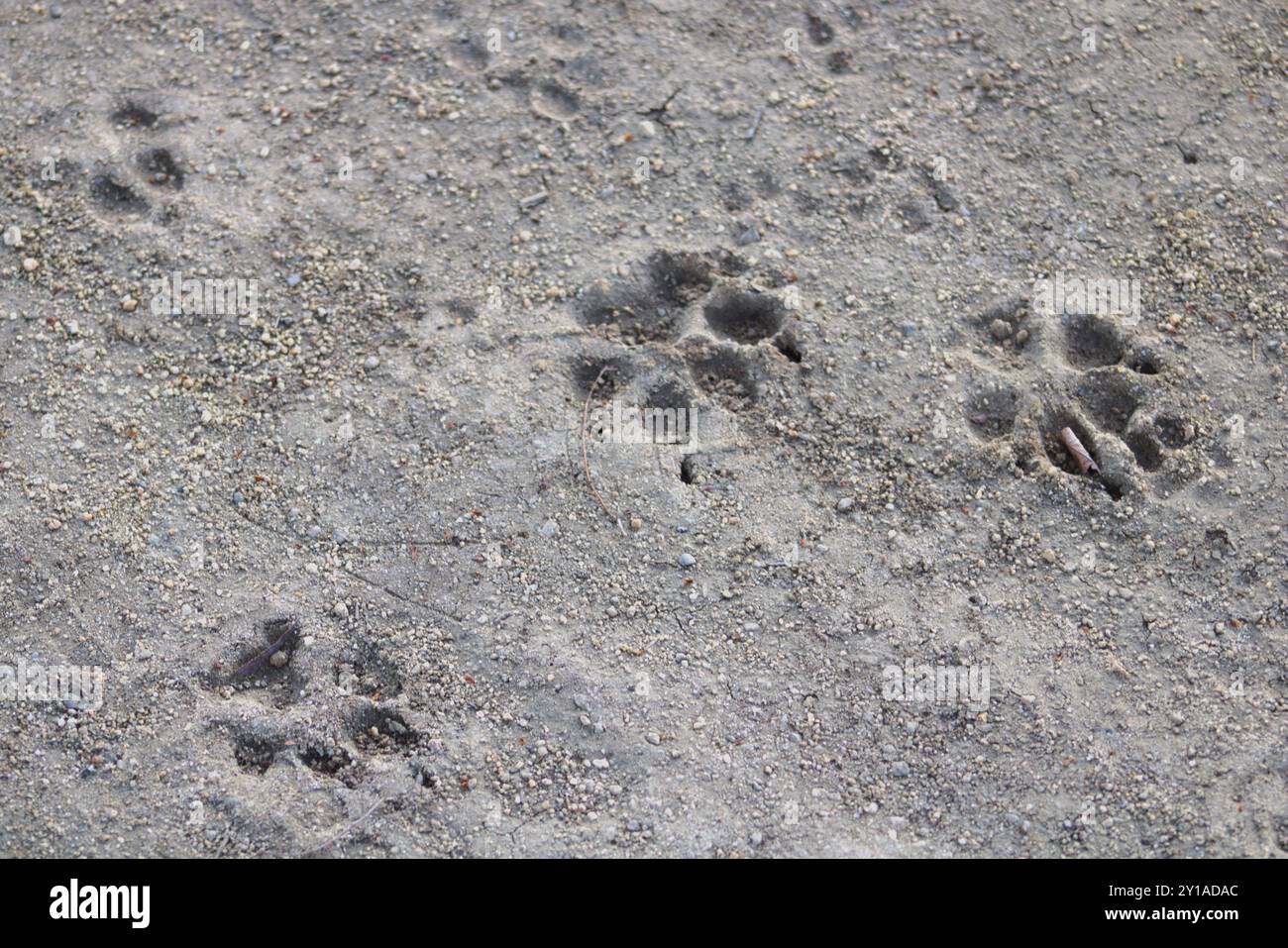 Zampa del cane impronte nella sabbia Foto Stock