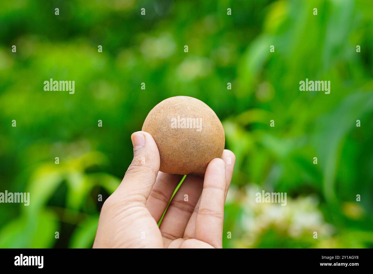 Mano di un uomo che tiene frutta di sapodilla Foto Stock