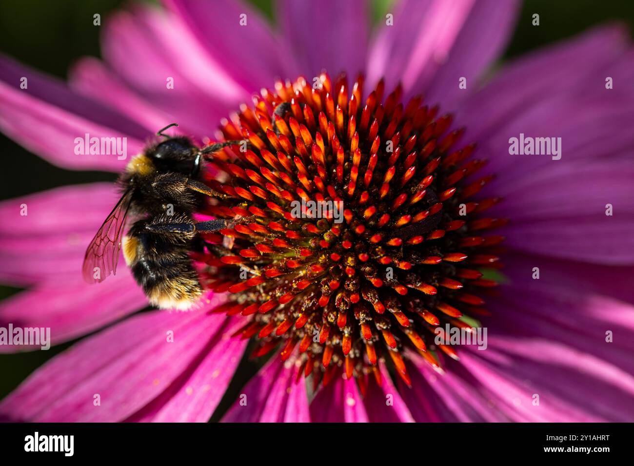 Bee on Echinature Flower Foto Stock