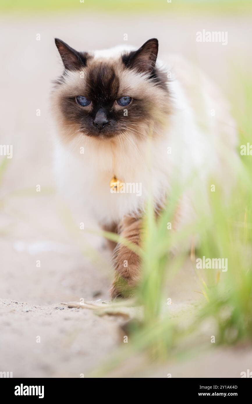 Gatto balinese che cammina sulla spiaggia Foto Stock