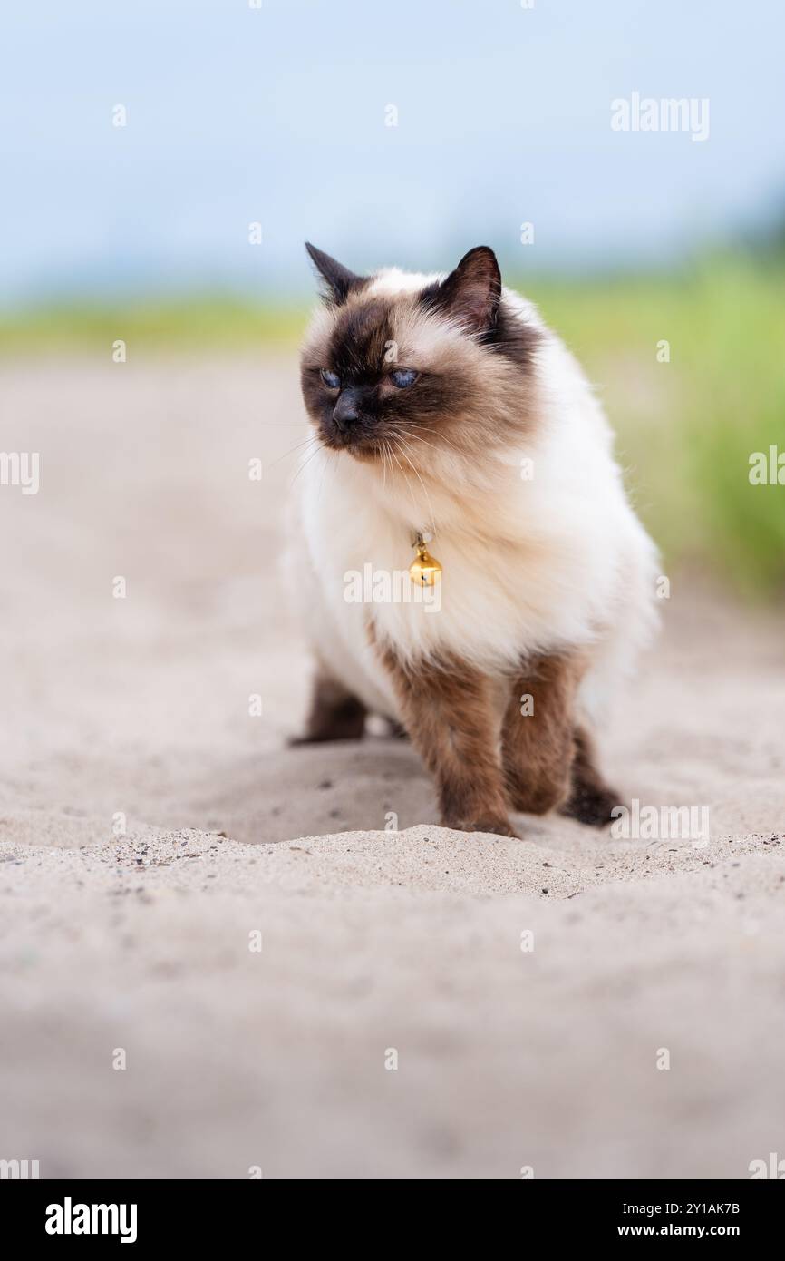 Gatto balinese sulla spiaggia ventosa Foto Stock