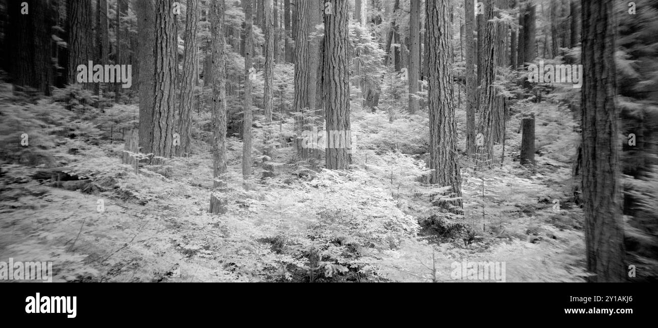 PL21316-00....WASHINGTON - Elwah River Valley. Immagine della pellicola infarinata. Foto Stock