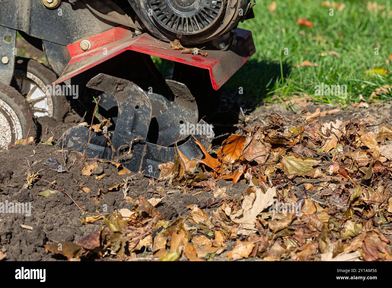 Foglie di timone da giardino e materiale organico nel suolo in caduta. Concetto di giardinaggio, salute del suolo e fertilità. Foto Stock