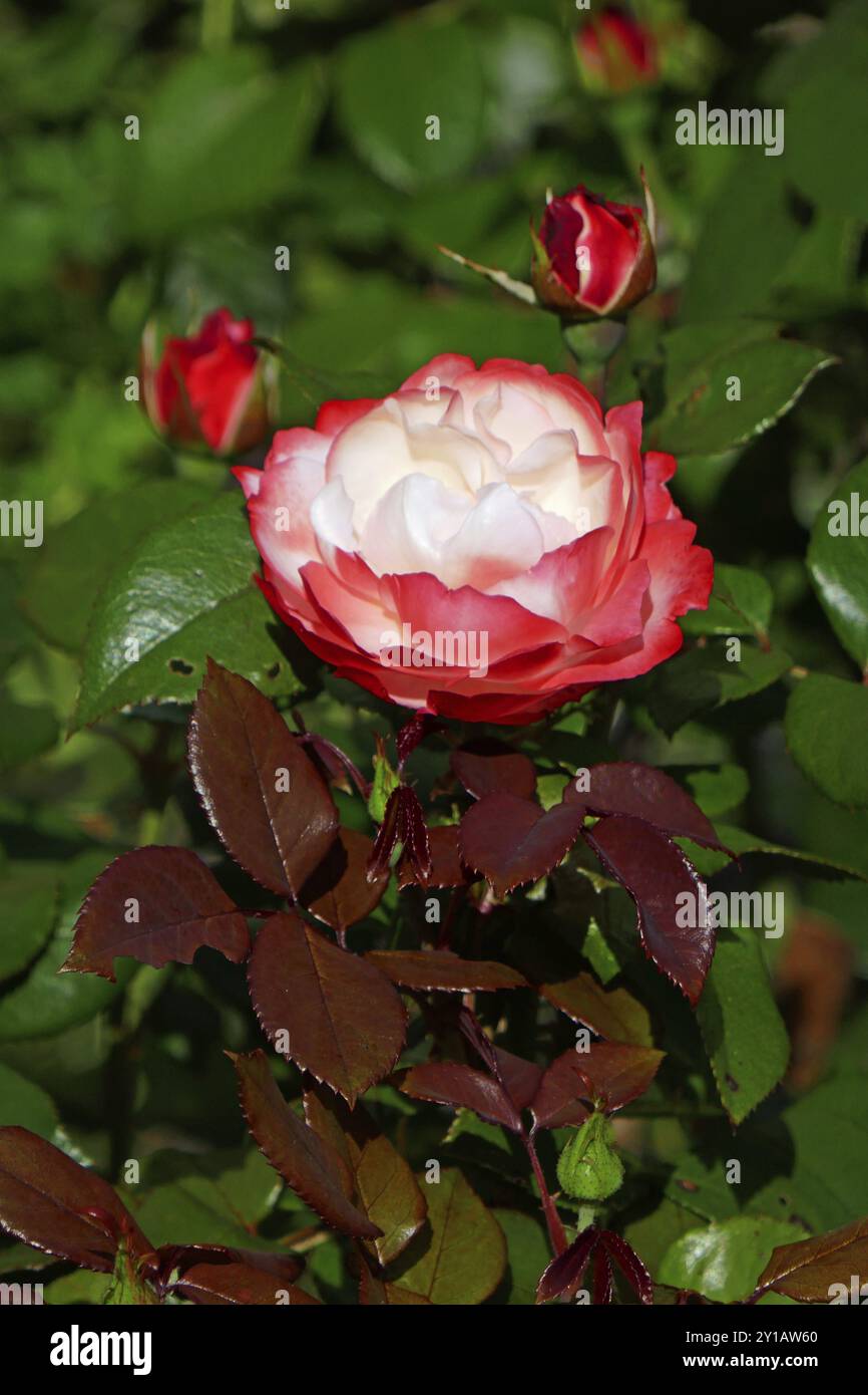 Profumata Rose Nostalgia Foto Stock