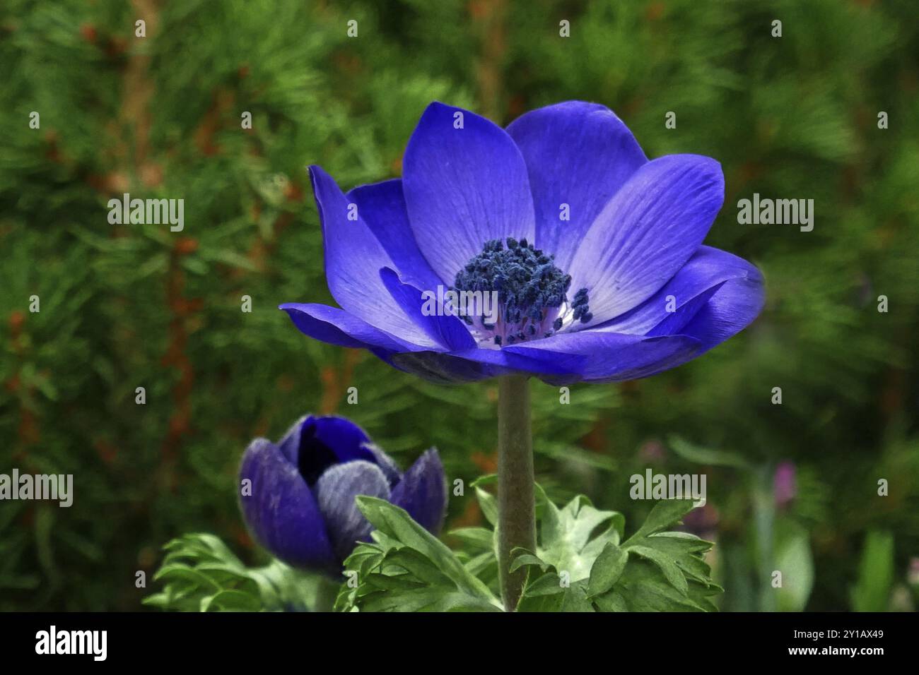 Anemone blu Foto Stock