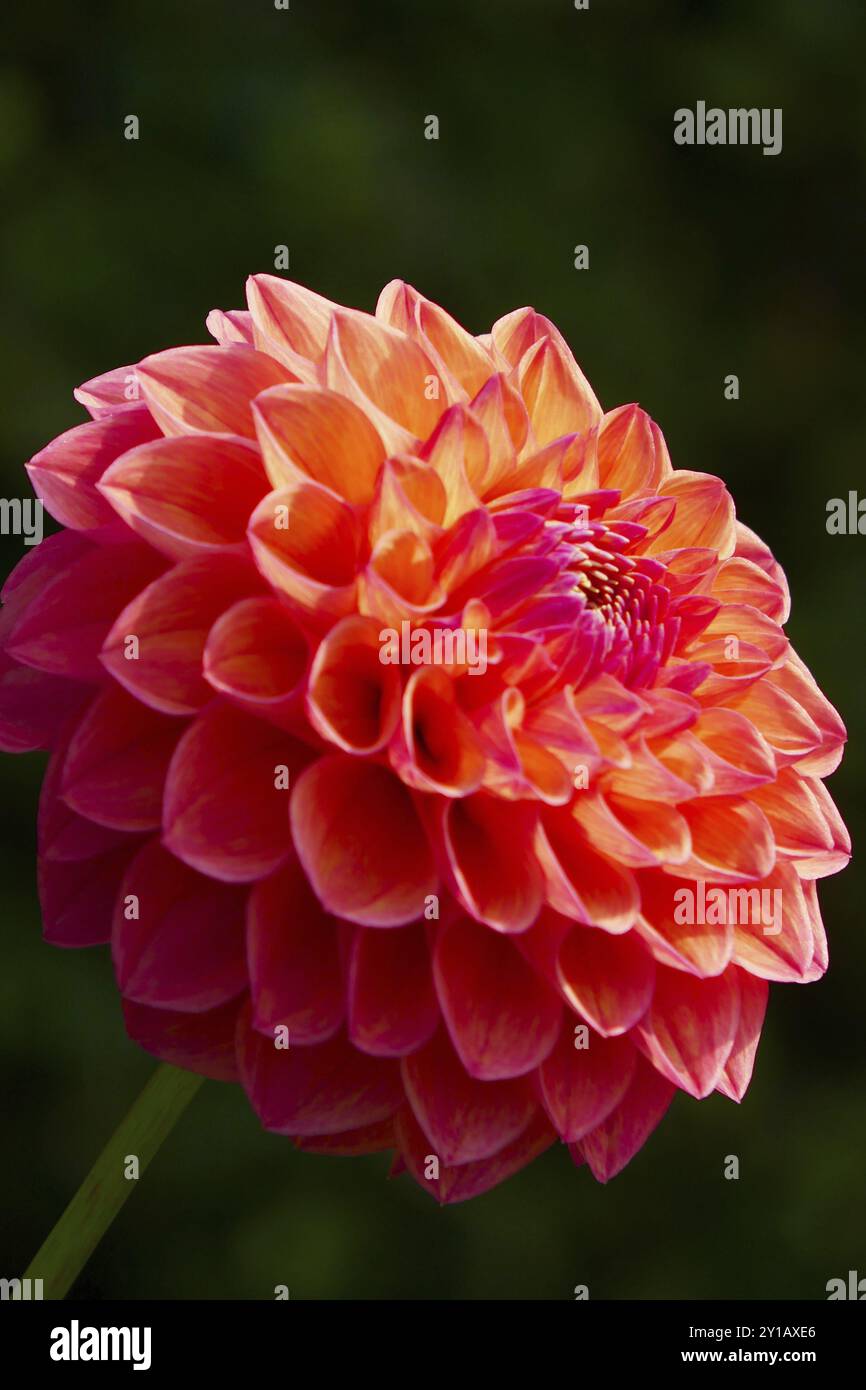 Palla Dahlia, Robin Hood Foto Stock