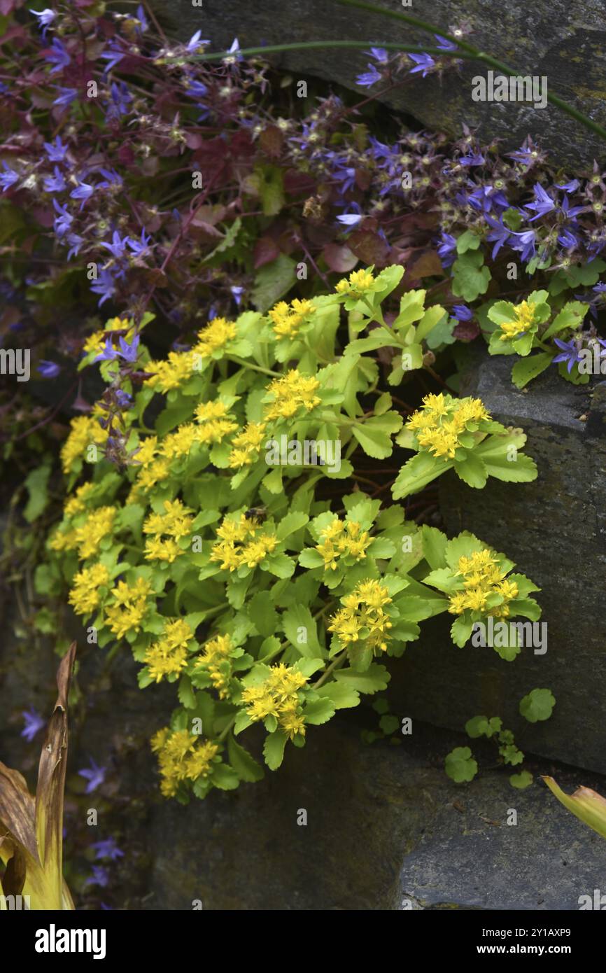 Stonecrop Kamchatka Foto Stock