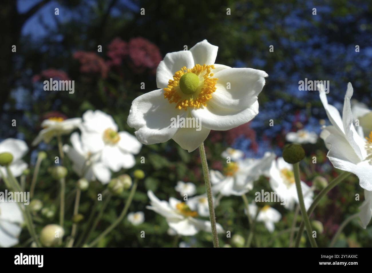 Anemone d'autunno Foto Stock