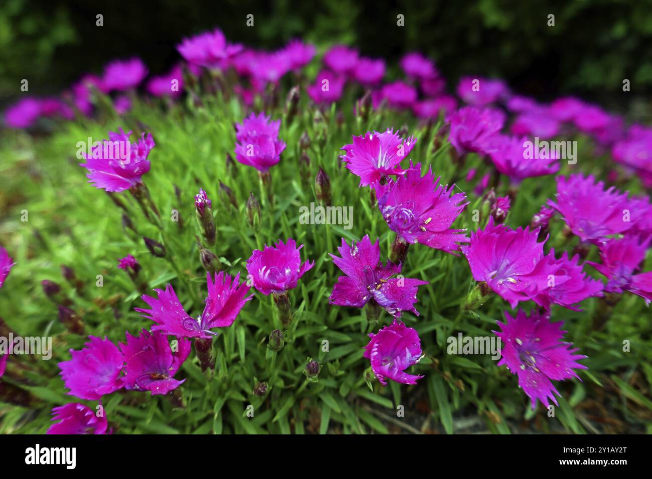 Garofani rosa Foto Stock