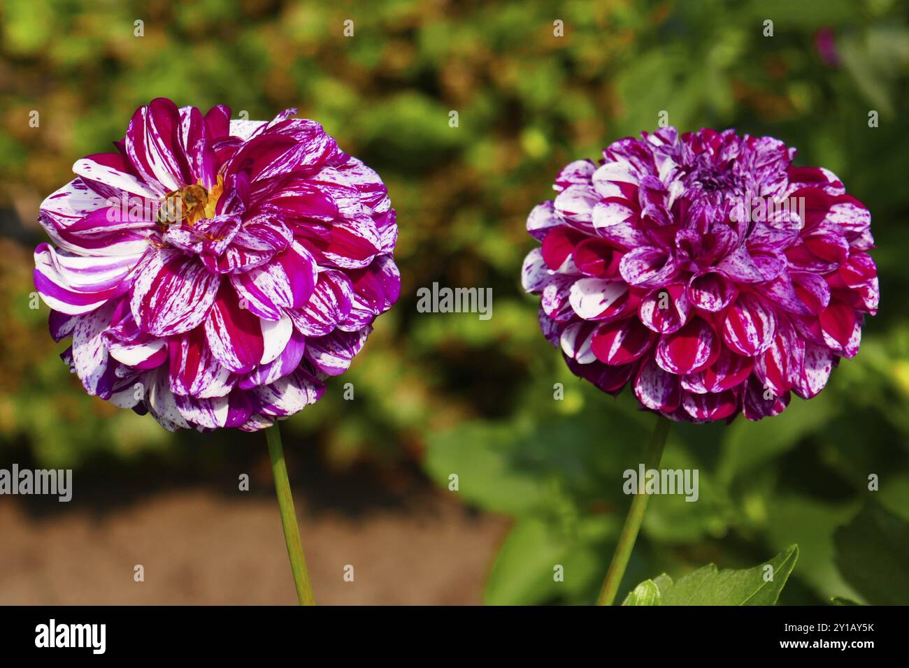 Palla dahlia, palla di marmo Foto Stock