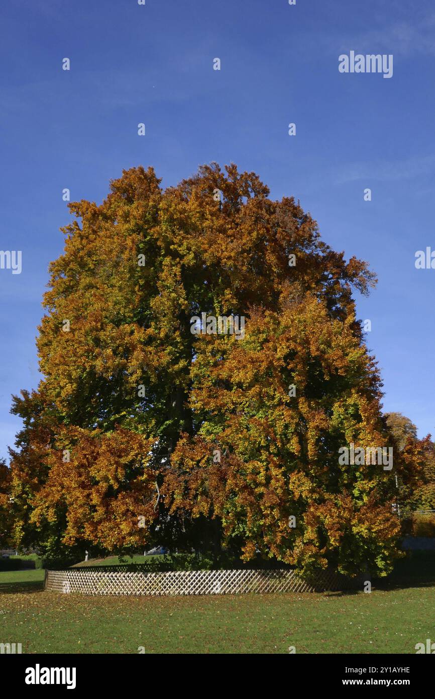 Vecchio faggio di rame nel giardino cittadino di Friedrichshafen Foto Stock