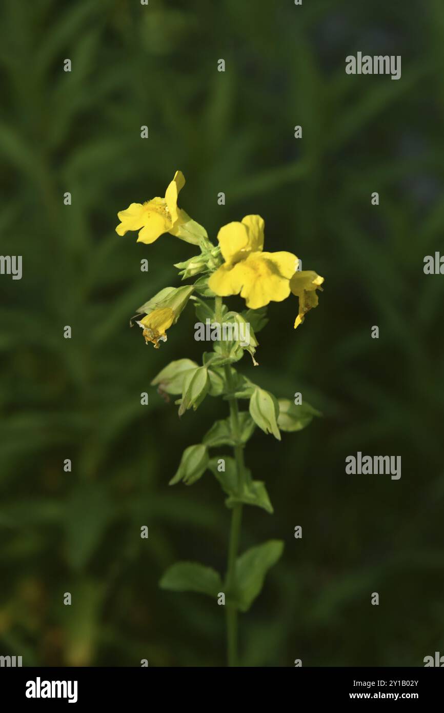 Comune fiore di scimmia Foto Stock