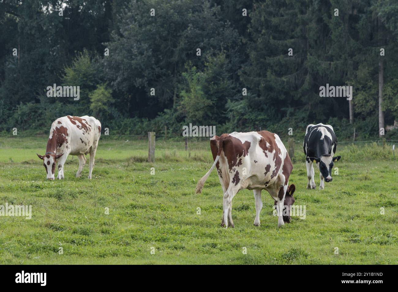 Tre mucche, due marroni e bianche e una nera e bianca, che pascolano su un pascolo verde circondato dal bordo di una foresta, weseke, muensterland, germania Foto Stock