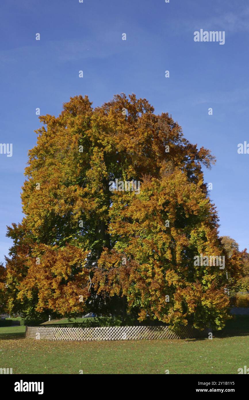 Vecchio faggio di rame nel giardino cittadino di Friedrichshafen Foto Stock