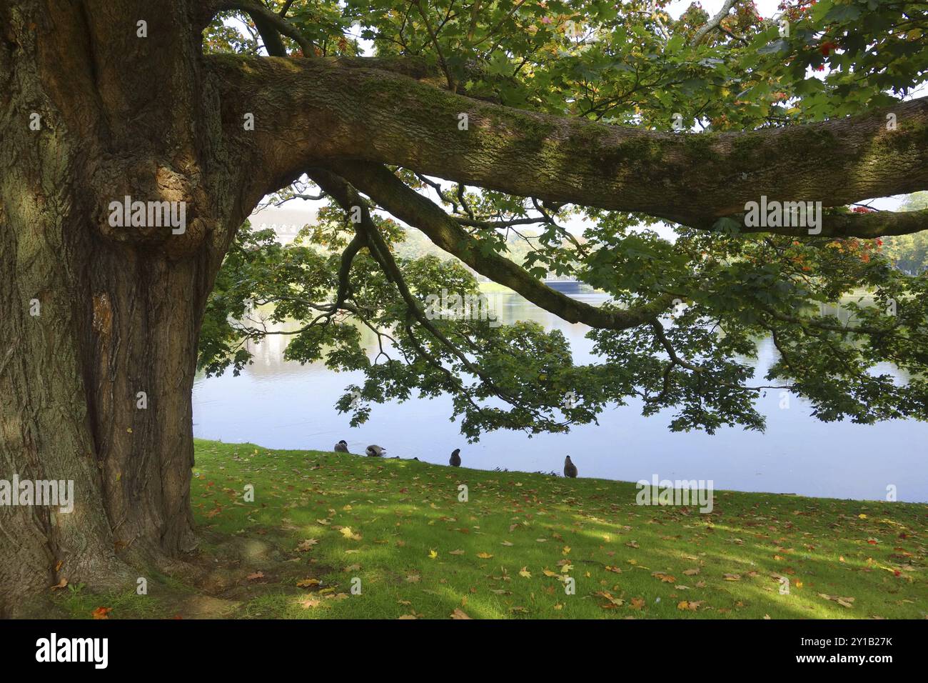 Platanus Ã— acerifolia Foto Stock