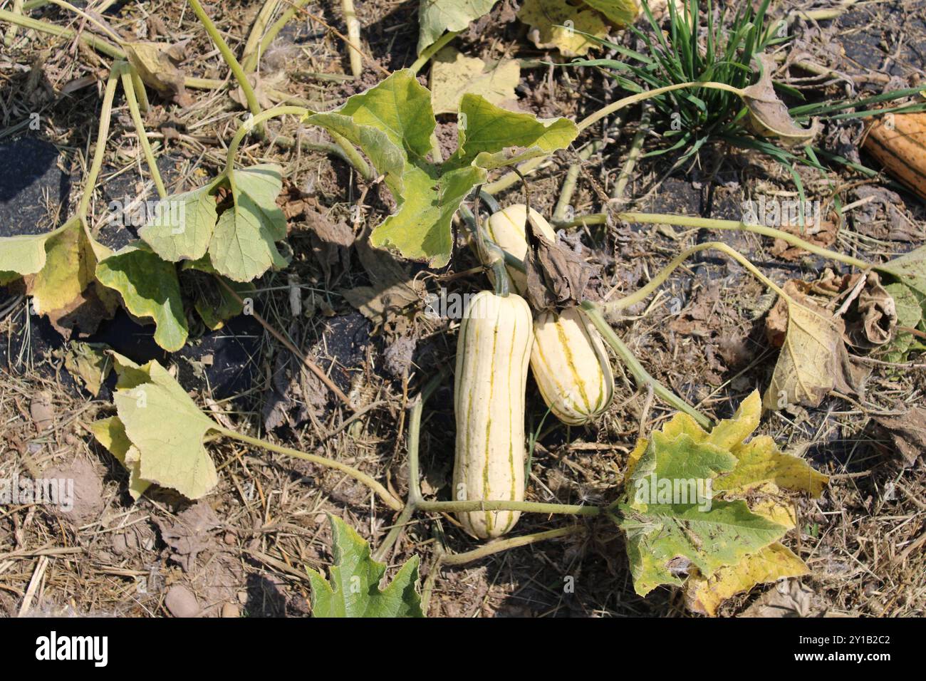 Delicata zeppelin squash invernale che cresce in una fattoria di Three Rivers, Michigan Foto Stock