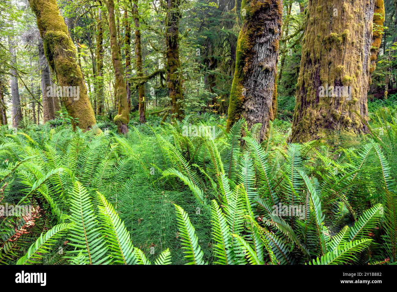 WA26041-00....WASHINGTON - Foresta lungo l'Elwha River Trail vicino ad Altaire, Olympic National Park. Foto Stock