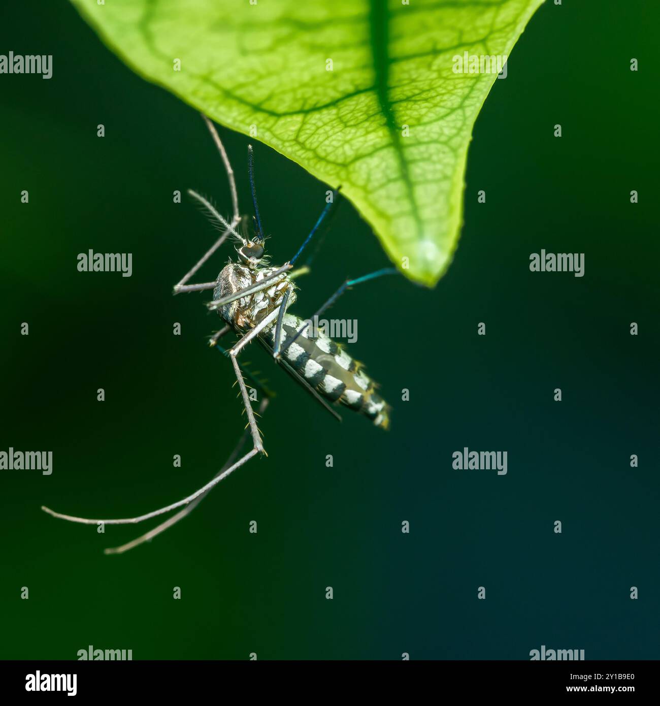 Primo piano una zanzara su una foglia verde con gocce di pioggia, stagione delle piogge e sfondo sfocato della natura, foto macro, messa a fuoco selettiva, insetto Thailandia. Foto Stock