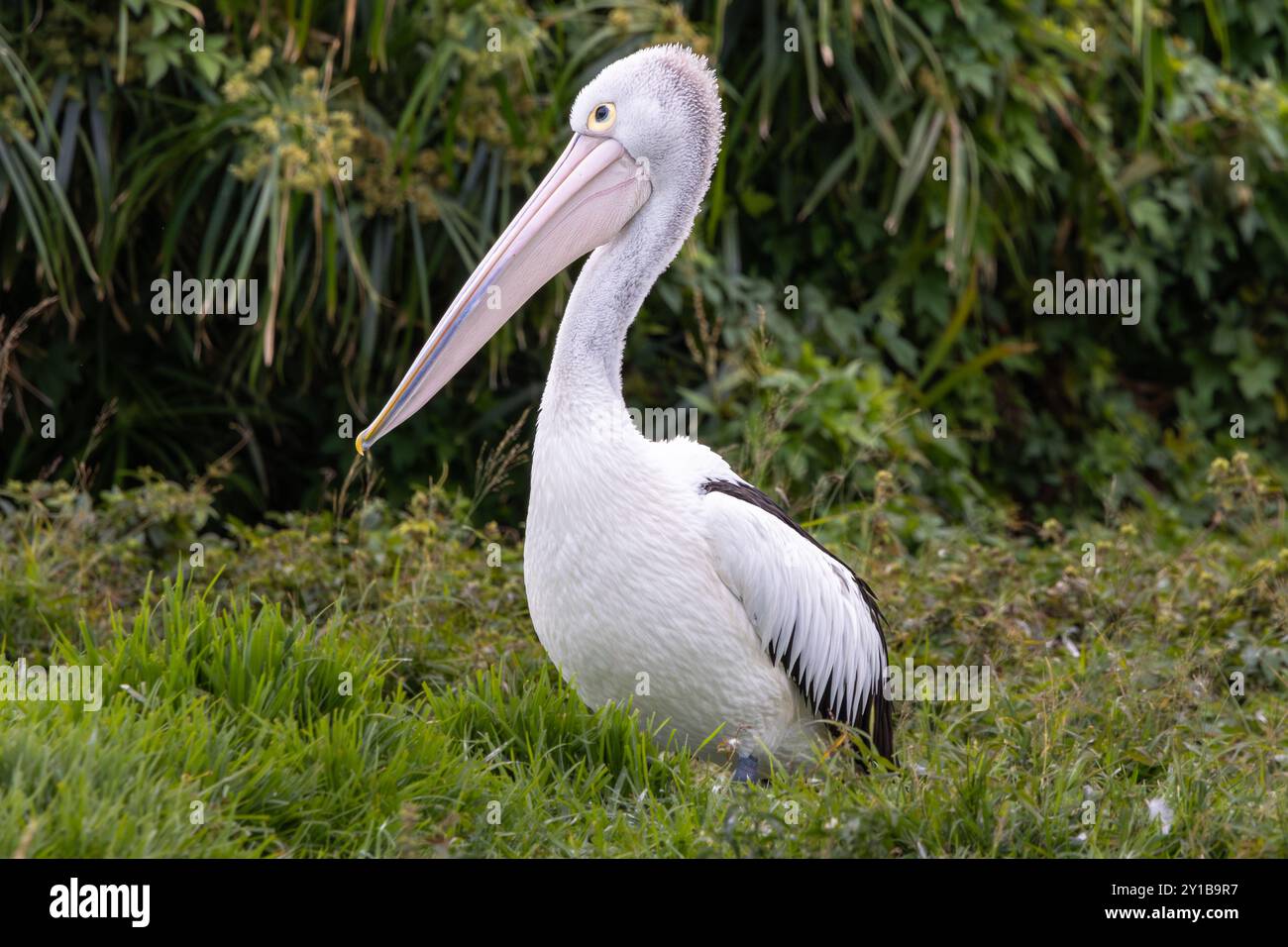 Un pellicano australiano tra erba verde e foglie Foto Stock