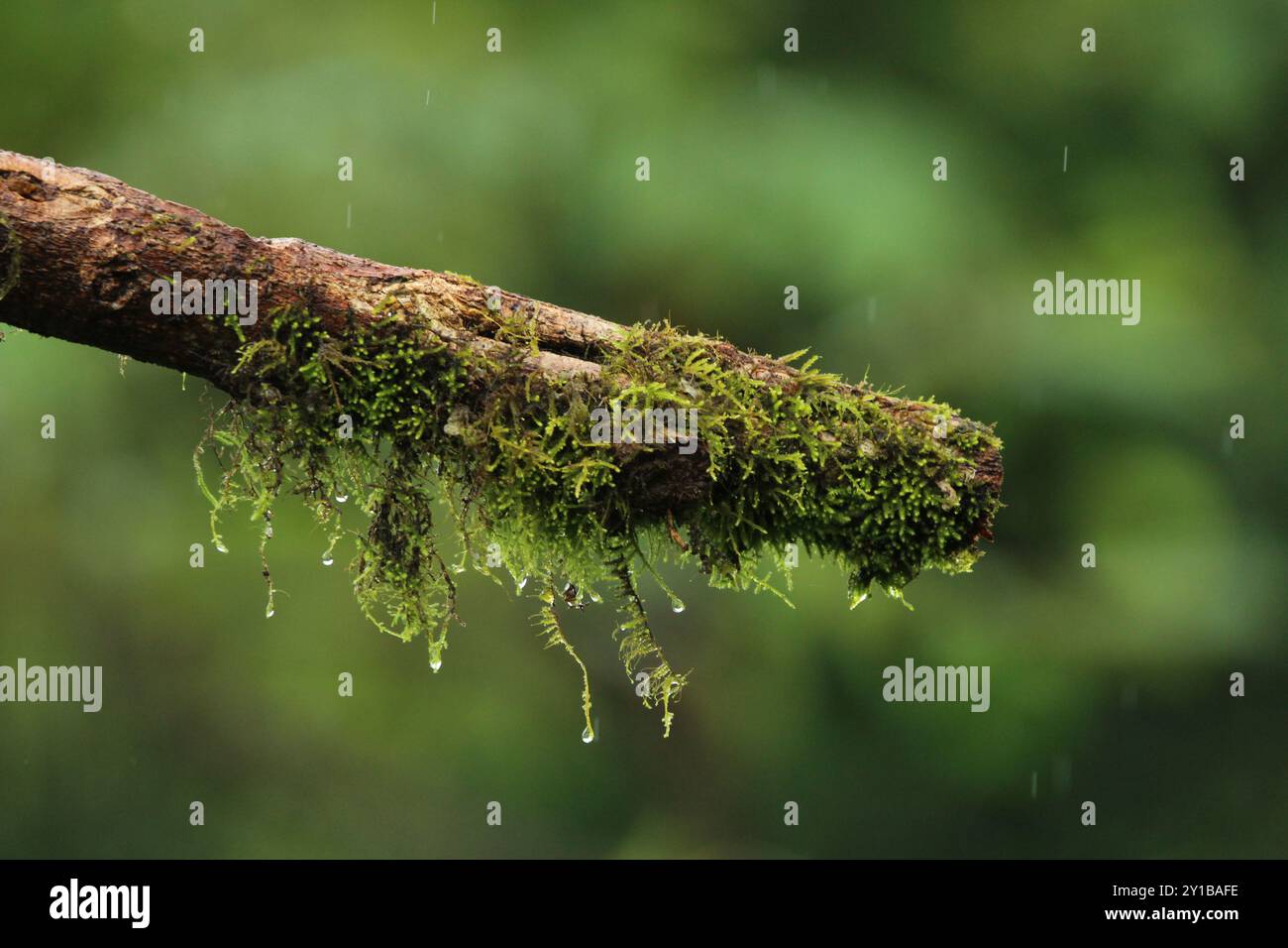 Ramo d'albero coperto di muschio nella foresta pluviale tropicale della Costa Rica Foto Stock