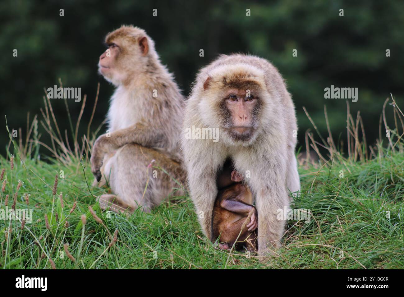 Barbary Macaque (Macaca sylvanus) Foto Stock