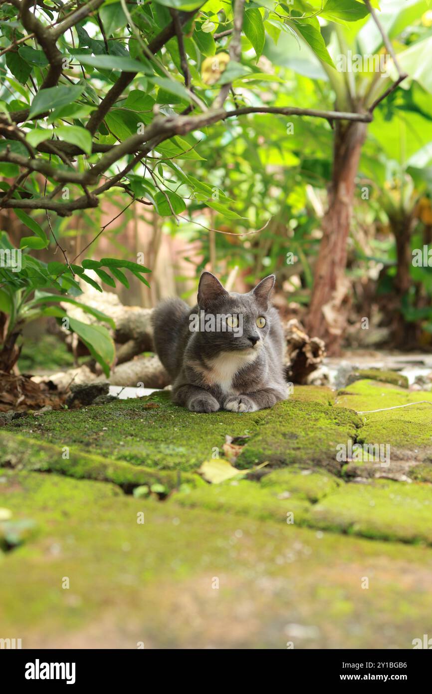 Un gatto grigio e bianco con occhi sorprendenti sbircia curiosamente da dietro un albero coperto di muschio. Foto Stock