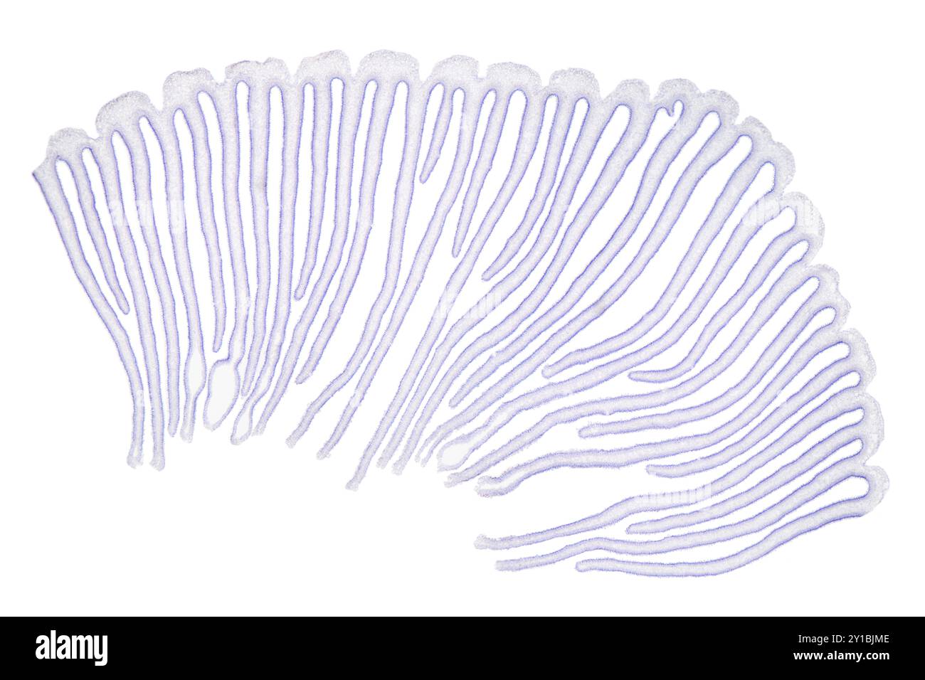 Branchie di funghi, sezione, micrografo luminoso 8X. Sezione trasversale di un tappo per funghi con branchie, colorata per una migliore visualizzazione, sotto microscopio leggero. Foto Stock