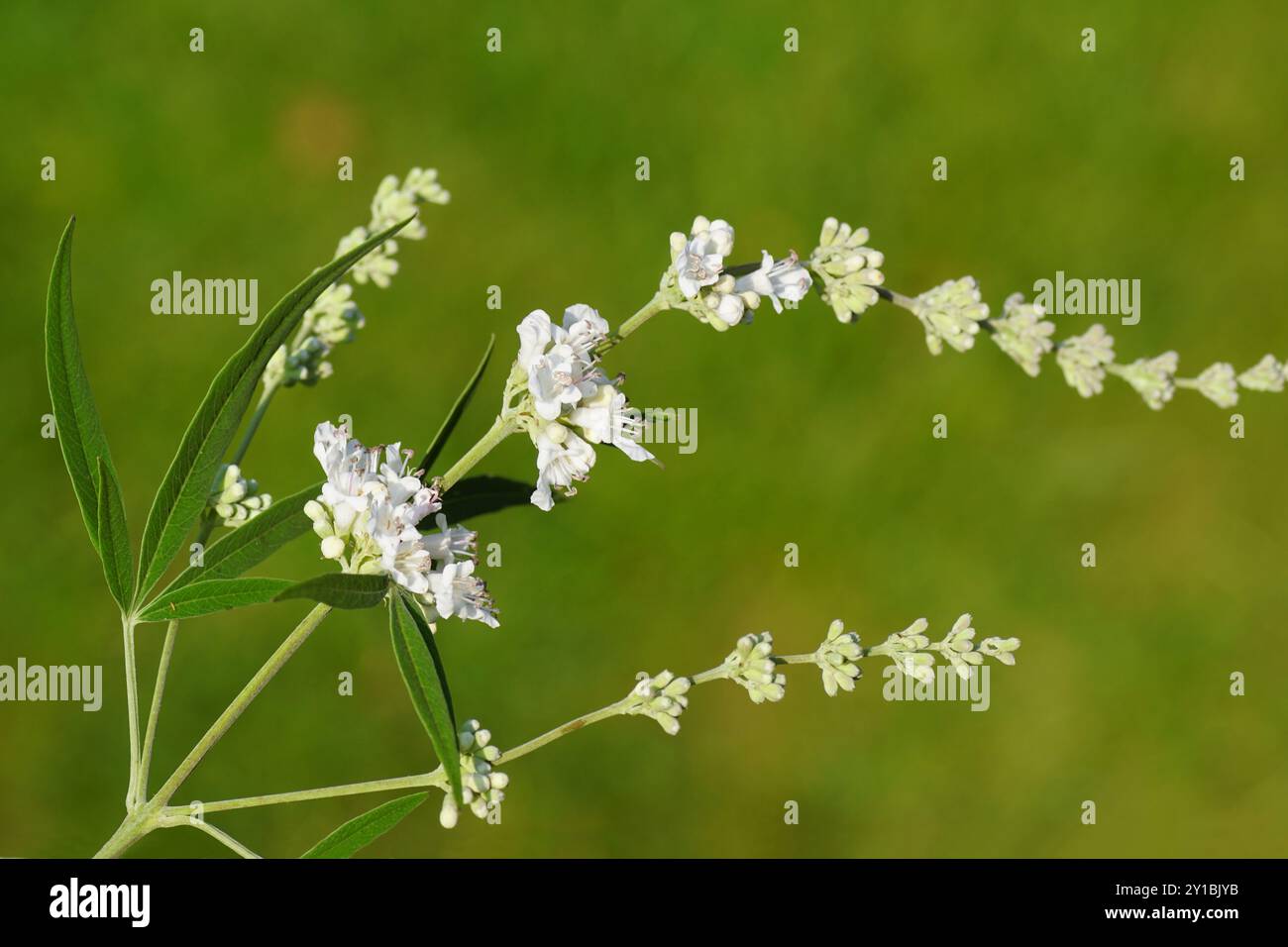 Primo piano di fiori bianchi di chasteberry, balsamo di Abraham, castetree di lilla, pepe di monaco (Vitex agnus castus 'Alba'). Famiglia Lamiaceae. Foto Stock